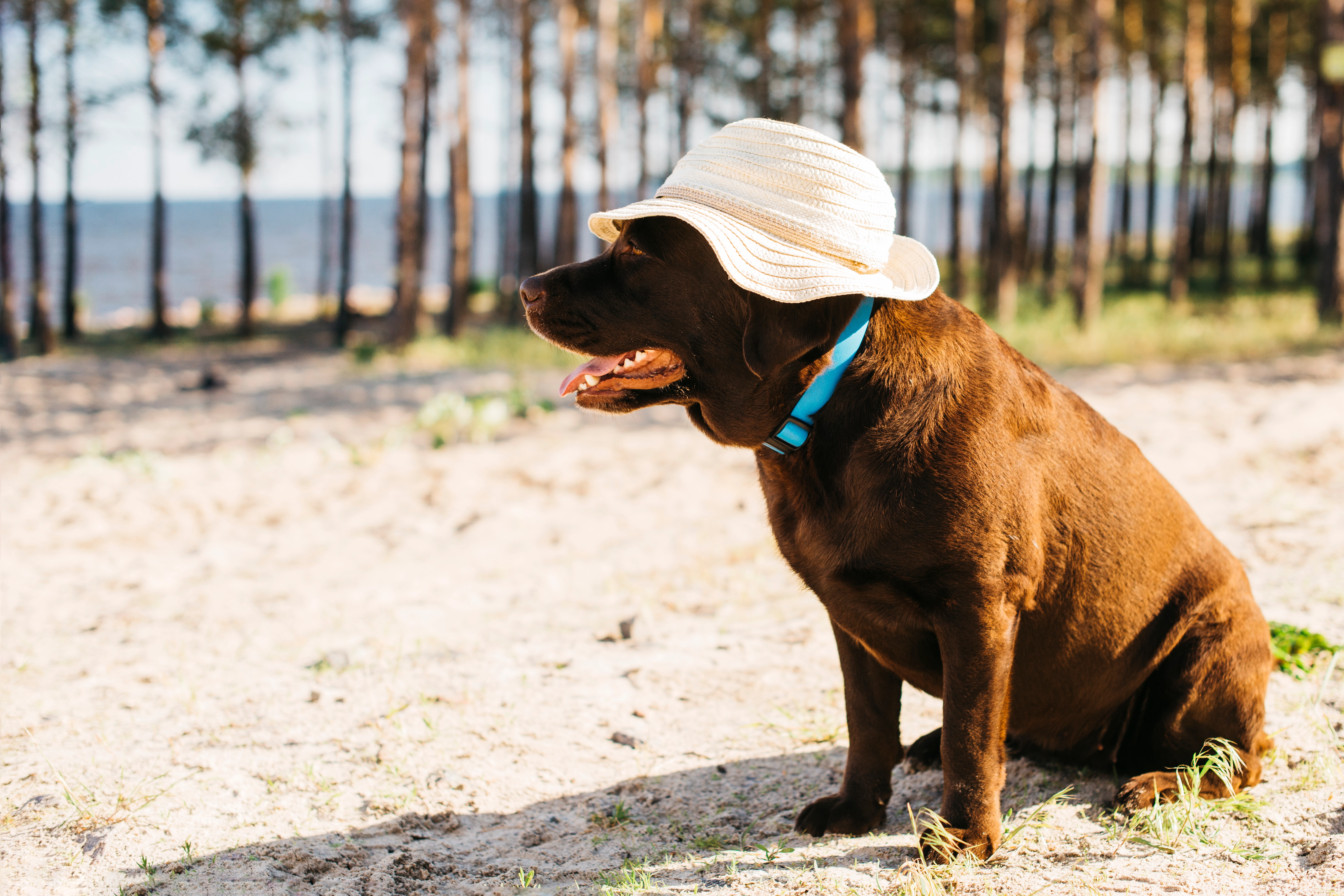 Shaving Double Coated Breeds | Daycare & Grooming Blog